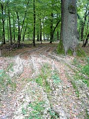 Erosion im FFH-Gebiet – Wurzelbefahrung von Uraltbäumen