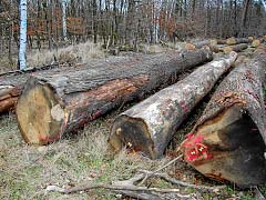 Manche toten Bäume landen auf Wertholz­plätzen …
