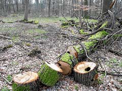 … oder fallen der Brennholznutzung zum Opfer